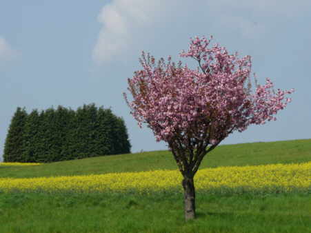 Frühling bei Zitate